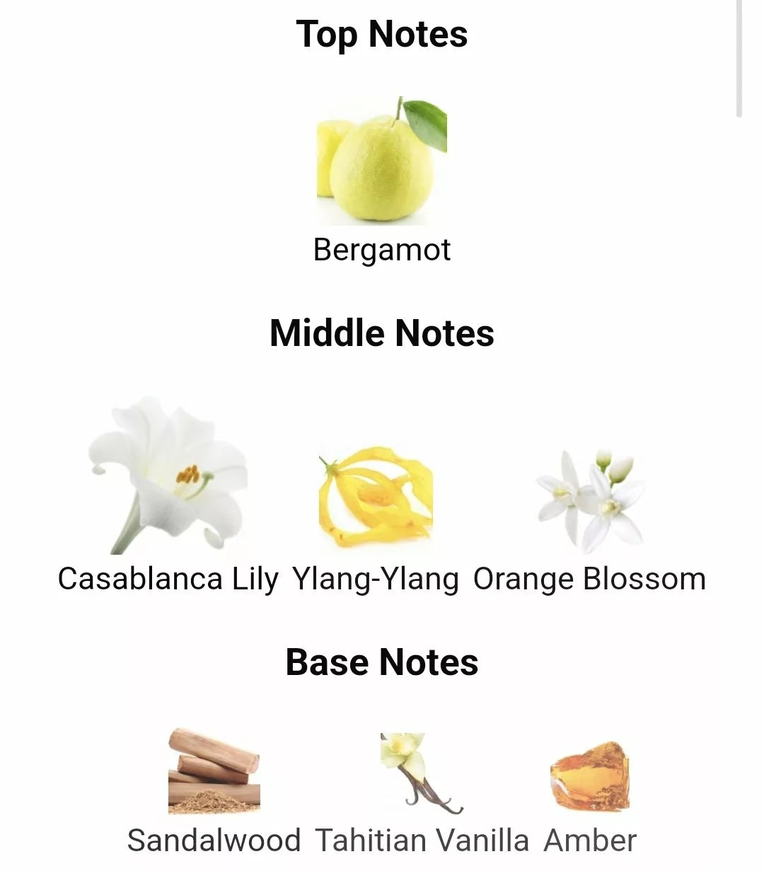 Inspired By Gucci Bamboo image 1